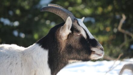 Ziege-Foto_Klaus_Goerg