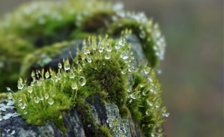 Umfrage Wildnis Bild Moos