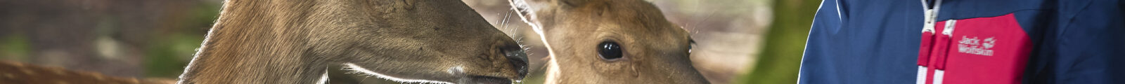 Kind und Tiere im Wildfreigehege