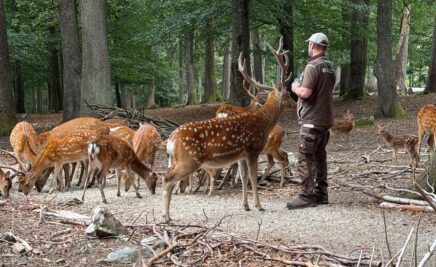 Im Sikawild-Gehege kann man die Tiere nah erleben Im Sikawild-Gehege kann man die Tiere nah erleben