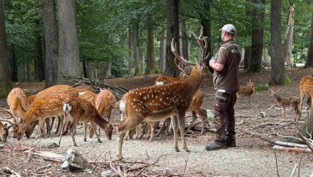 Im Sikawild-Gehege kann man die Tiere nah erleben Im Sikawild-Gehege kann man die Tiere nah erleben