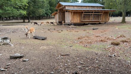 Jubiläumsfest 60 Jahre Wildfreigehege Jubiläumsfest 60 Jahre Wildfreigehege