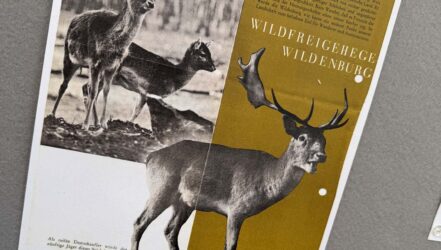 Der erste Flyer des Wildfreigeheges Der erste Flyer des Wildfreigeheges